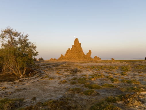 A tamarisk tree grows beside a limestone chimney rock formation at sunset, Afar depression, Lake Abbe, Djibouti