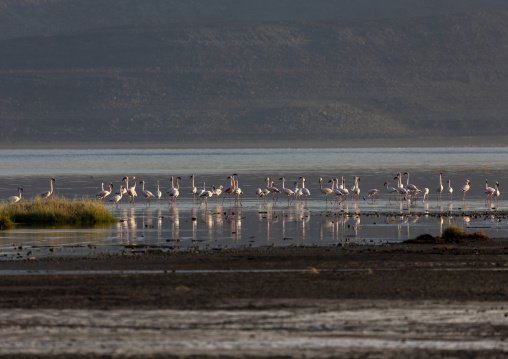 A flock of flamingos wades in the shallow salt lake at sunrise, Afar depression, Lake Abbe, Djibouti