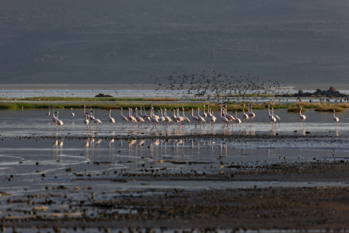 A large flock of flamingos wades through the shallow lake as birds swirl overhead, Afar depression, Lake Abbe, Djibouti