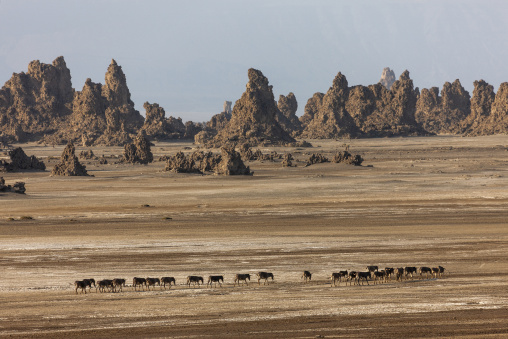 A line of donkeys crosses the desert flat beneath jagged limestone spires, Afar depression, Lake Abbe, Djibouti