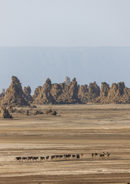 A herd of donkeys walks across the arid plain beneath limestone rock formations, Afar depression, Lake Abbe, Djibouti