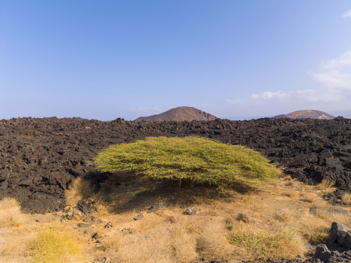 A lone green acacia bush grows amid a black lava field with volcanic cones in the distance, Tadjourah Region, Tadjoura, Djibouti
