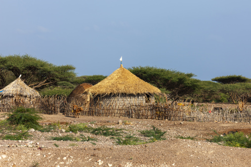Traditional thatched-roof huts stand behind a stick fence with a grazing goat in a rural Afar village, Tadjourah Region, Tadjoura, Djibouti