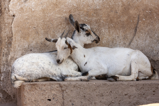 Two goats rest together with their heads nuzzled against a stone wall, Tadjourah Region, Tadjoura, Djibouti