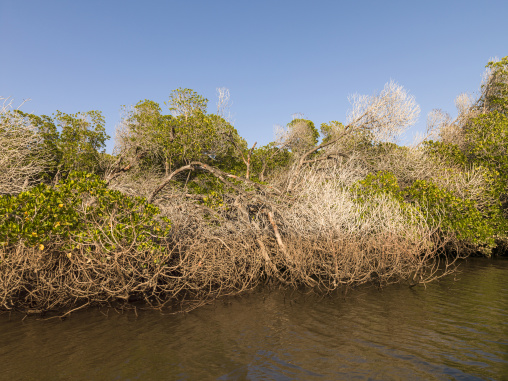Mangrove trees with tangled bare branches and green foliage line the edge of a calm waterway, Obock Region, Gorodia, Djibouti