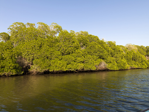 Dense green mangrove trees form a thick canopy along the edge of a calm tidal waterway, Obock Region, Gorodia, Djibouti