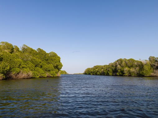A narrow waterway winds between two mangrove forest banks under a clear sky, Obock Region, Gorodia, Djibouti