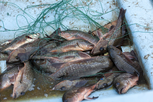A fresh catch of fish lies tangled in a green net inside a fishing boat, Obock Region, Gorodia, Djibouti