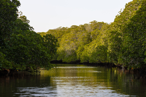 Mangrove trees line a calm river under a pale sky, Obock Region, Gorodia, Djibouti