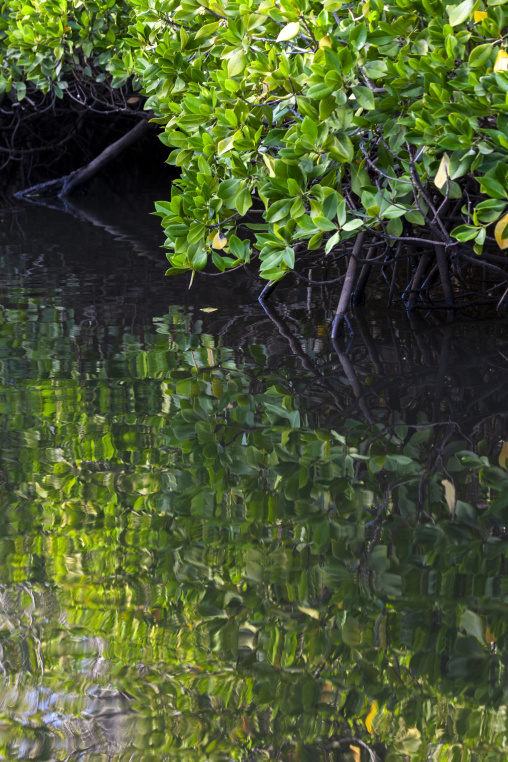 Mangrove branches with green leaves reflect in still water, Obock Region, Gorodia, Djibouti