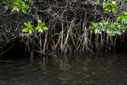 Tangled mangrove roots rise above dark swamp water, Obock Region, Gorodia, Djibouti