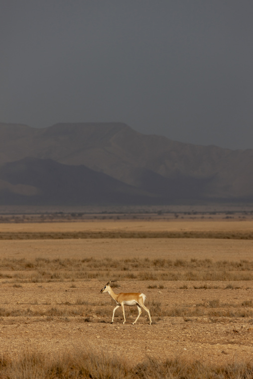 A gazelle walks across an arid plain below distant mountains, Obock Region, Khor angar, Djibouti