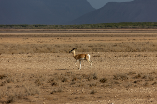 A gazelle walks across a rocky plain near mountain cliffs, Obock Region, Khor angar, Djibouti