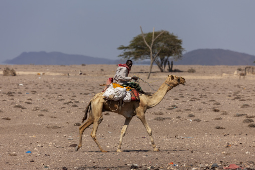 A man rides a camel across a desert plain near an acacia tree, Obock Region, Khor angar, Djibouti