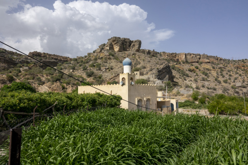 Village mosque with a blue-domed minaret surrounded by green terraced fields below a rocky mountain, Jebel Akhdar, Sayq, Oman