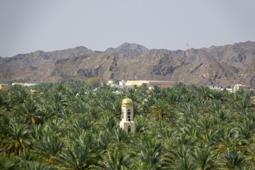 View of a mosque minaret with golden dome rising above a dense palm oasis, Ad Dakhiliyah Region, Nizwa, Oman