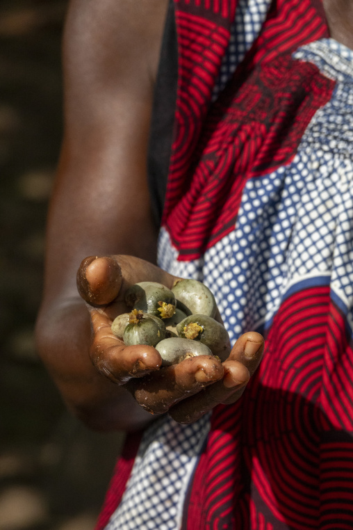 A hand holds a cluster of raw cashew nuts freshly harvested from the tree, Savanes district, Shienlow, Ivory Coast