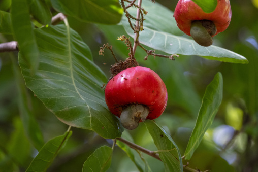 A ripe red cashew apple with its nut hangs among green leaves as flies gather on the skin, Savanes district, Shienlow, Ivory Coast