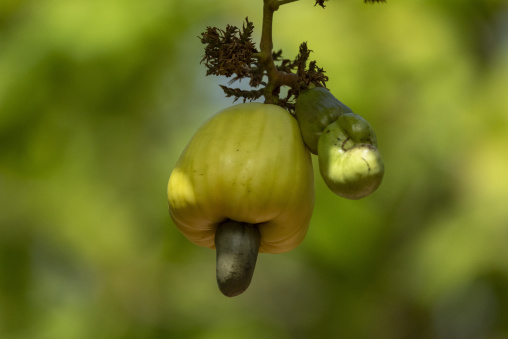 A pale yellow cashew apple hangs beside a smaller unripe green fruit and its nut, Savanes district, Shienlow, Ivory Coast