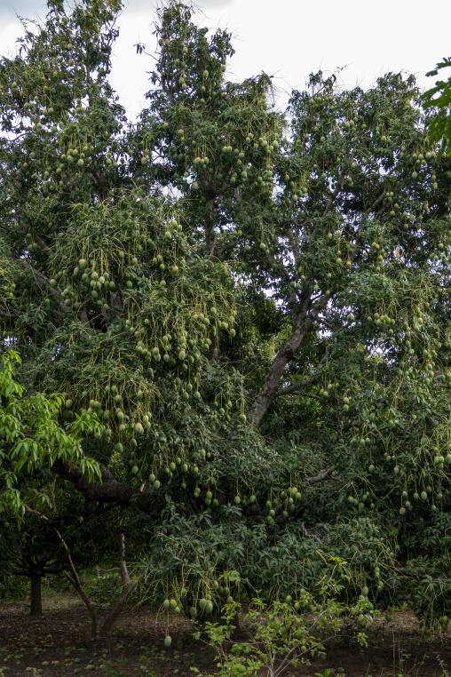 A mango tree grows heavy with clusters of unripe green fruit in an orchard, Savanes district, Ndara, Ivory Coast