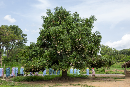 A fruit-laden mango tree stands over sacks of produce beside a village road, Bafing, Gboni, Ivory Coast