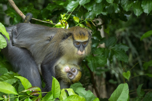 A mother monkey cradles her baby in the forest canopy, Tonkpi Region, Man, Ivory Coast