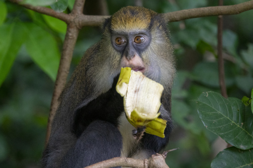 A Campbell's mona monkey bites into a peeled banana on a branch, Tonkpi Region, Man, Ivory Coast
