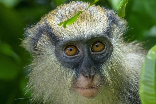 A vervet monkey with golden eyes peers through green forest leaves, Tonkpi Region, Man, Ivory Coast