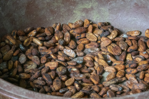 Dried cocoa beans fill a metal bowl after fermentation, Région des Lacs, Yamoussoukro, Ivory Coast