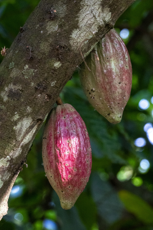 Two ripe red cacao pods hang side by side from a tree branch, Région des Lacs, Yamoussoukro, Ivory Coast