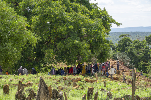 A large crowd of Sufi pilgrims gathers beneath a big tree near old carved gravestones, Oromia, Sheik Hussein, Ethiopia