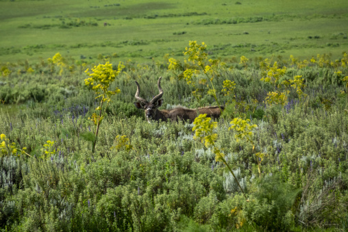 A mountain nyala antelope stands among wildflowers and shrubs in a grassland, Oromia, Bale Mountains National Park, Ethiopia