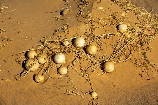 Citrullus colocynthis dry bitter gourd in Sahara desert, Tassili N'Ajjer National Park, Tadrart Rouge, Algeria