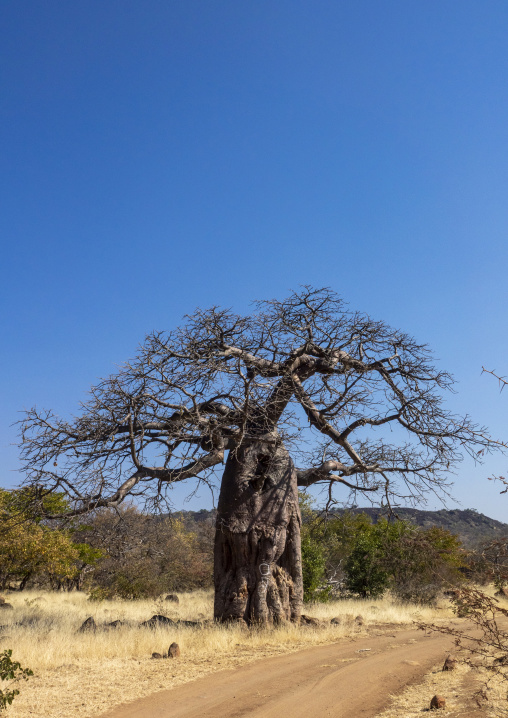 A tall bare baobab tree rises against a vast blue sky above a dirt path, Cunene Province, Oncocua, Angola