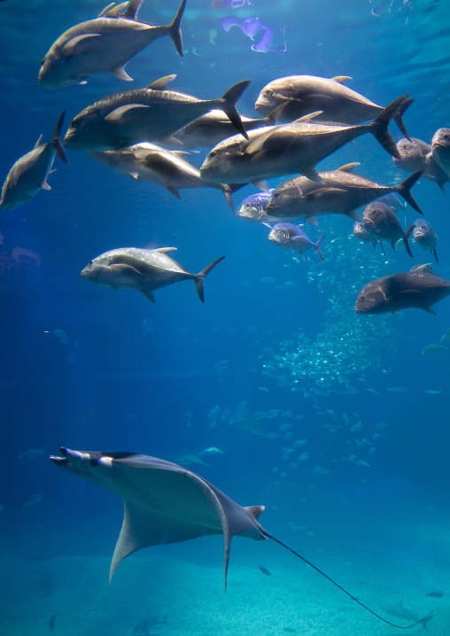 Kaiyukan aquarium, Kansai region, Osaka, Japan