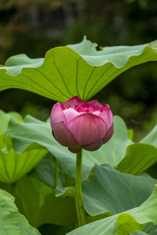 Pink lotus flower bud among green leaves in Kansai region, Kyoto
