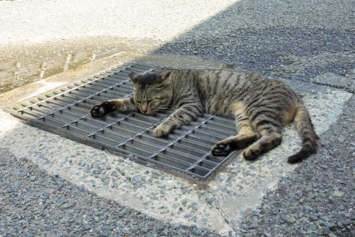 Sleeping cat in Cat Island, Ainoshima Island, Shingu, Japan