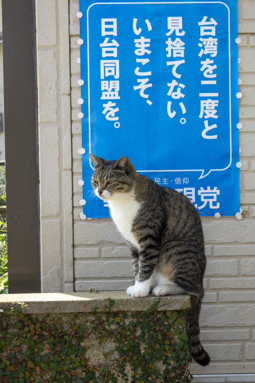 Sleeping cat in Cat Island, Ainoshima Island, Shingu, Japan