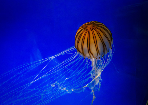 Kaiyukan aquarium, Kansai region, Osaka, Japan