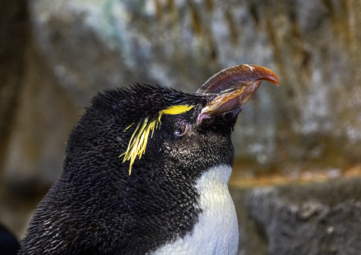 Kaiyukan aquarium, Kansai region, Osaka, Japan