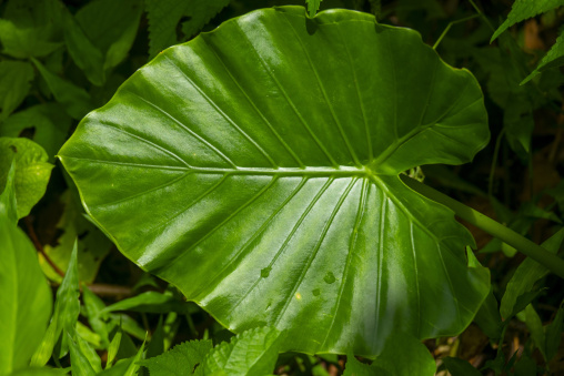 Sunlit tropical leaf with prominent veins against a dark green b