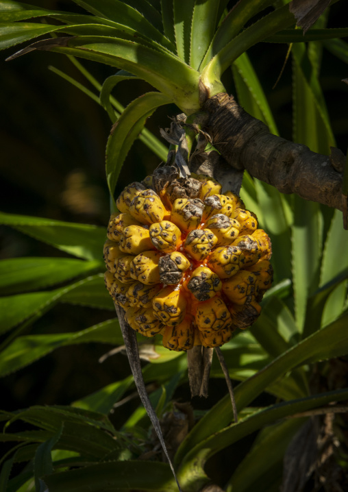 Pandanus fruit hanging from a tree branch, Yaeyama Islands, Ishi