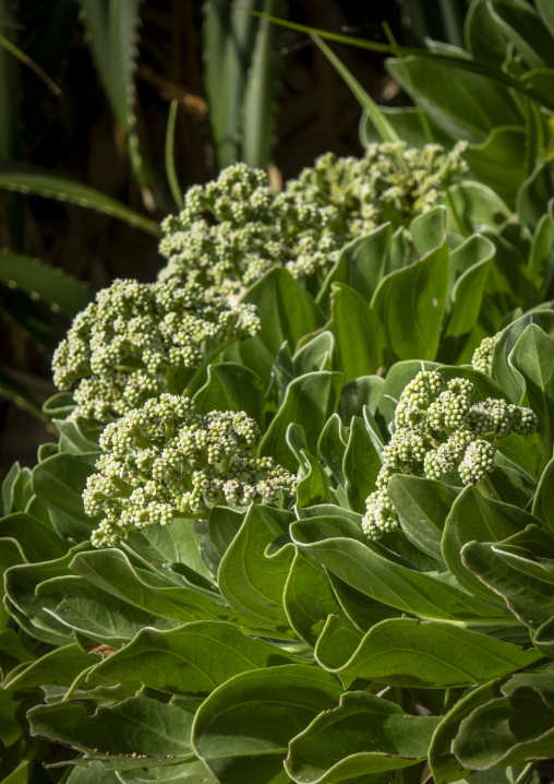 Close-up of white flower clusters on a coastal shrub, Yaeyama Is