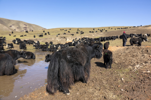 Herd of yaks gathering at a watering hole in the grasslands, Tongren County, Rebkong, China