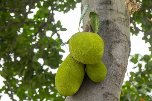 Jackfruits growing directly on the trunk of a tree, Dhaka Divisi