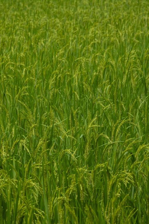 Close-up of a lush green rice paddy field, Rangpur Division, Goa
