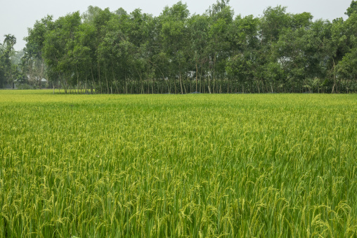 Rice paddy field bordered by a row of trees, Rangpur Division, G
