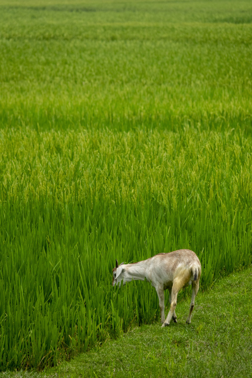 Goat grazing at the edge of a rice paddy field, Rangpur Division