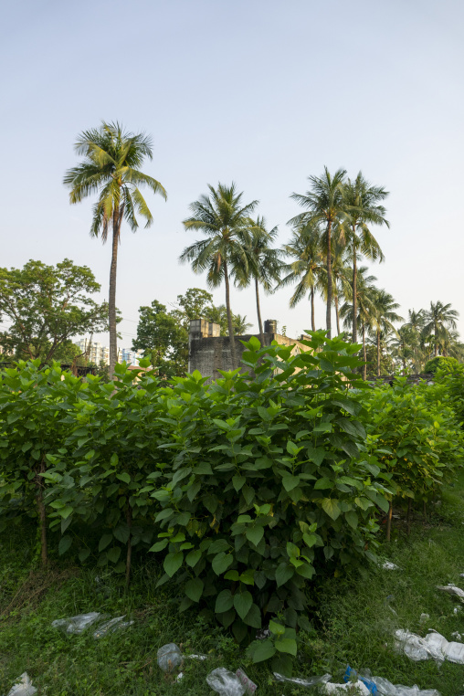 white mulberry