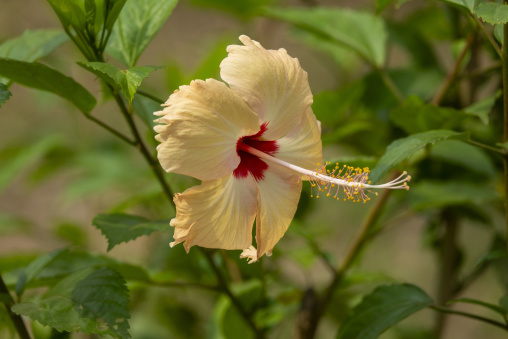 Close-up of a pale yellow hibiscus flower with a red center, Pab